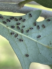 Corythucha floridana