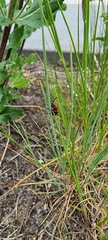 Lilioceris lilii