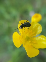 Malachius bipustulatus