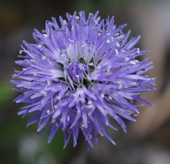 Globularia cordifolia