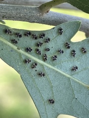 Corythucha floridana
