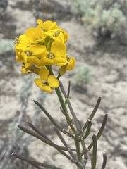 Erysimum menziesii