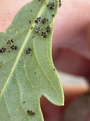 Corythucha floridana