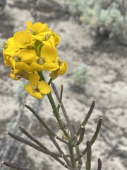 Erysimum menziesii