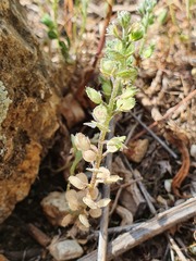 Alyssum granatense