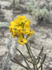 Erysimum menziesii