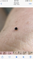 Hyperaspis troglodytes