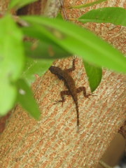 Anolis distichus
