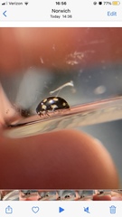 Hyperaspis troglodytes