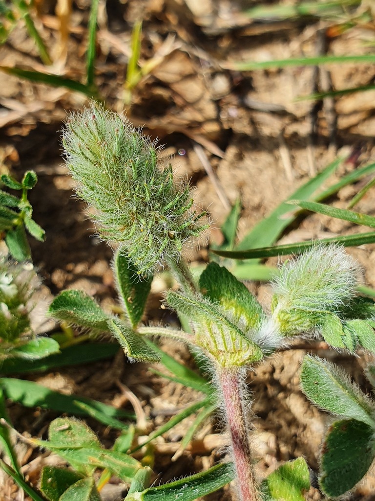 Trifolium sylvaticum