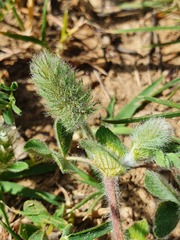 Trifolium sylvaticum