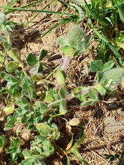 Trifolium sylvaticum