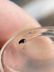 Hyperaspis troglodytes