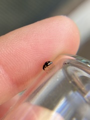 Hyperaspis troglodytes