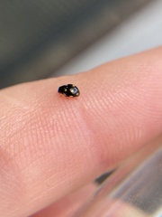 Hyperaspis troglodytes