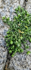 Sagina procumbens