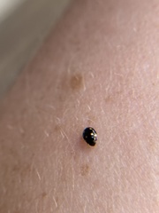 Hyperaspis troglodytes