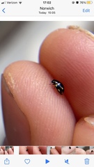 Hyperaspis troglodytes