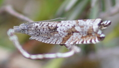 Ancylis unguicella