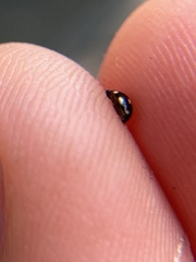 Hyperaspis troglodytes