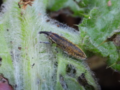 Lixus filiformis