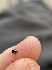 Hyperaspis troglodytes