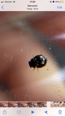 Hyperaspis troglodytes