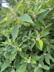 Callicarpa americana