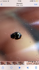 Hyperaspis troglodytes