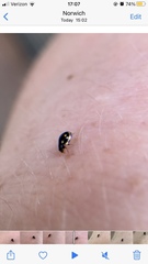 Hyperaspis troglodytes