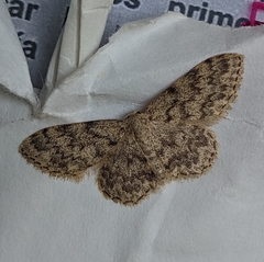 Idaea cervantaria