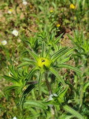 Asteriscus aquaticus