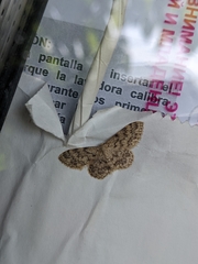 Idaea cervantaria