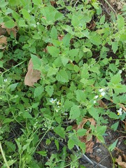 Solanum tweedianum