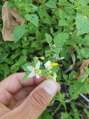 Solanum tweedianum
