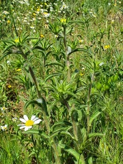 Asteriscus aquaticus