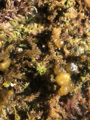 Leathesia marina