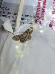 Idaea cervantaria