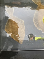 Limanda limanda