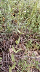 Veronica leiocarpa