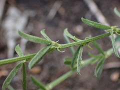Indigofera priorii