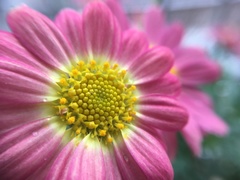 Argyranthemum