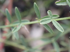 Indigofera priorii