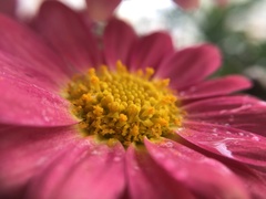 Argyranthemum