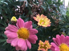 Argyranthemum