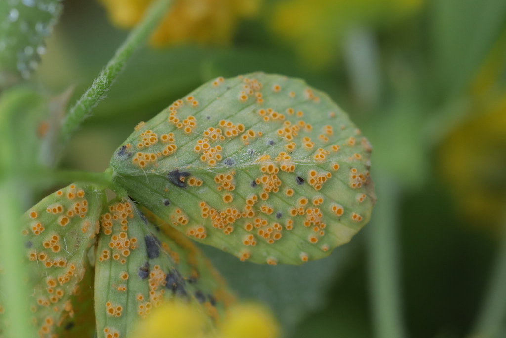 Uromyces minor