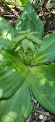 Eucomis regia