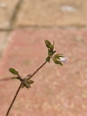 Campanula erinus