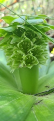 Eucomis regia