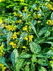 Lamium galeobdolon flavidum